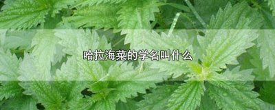 ​什么是哈拉海菜? 哈啦海菜长的啥样