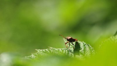 ​阴虱虫子图片 治疗 阴虱虫子图片症状图片男性男人