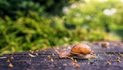 ​捡到一只小蜗牛怎么养 下雨天捡的蜗牛能拿回来养么