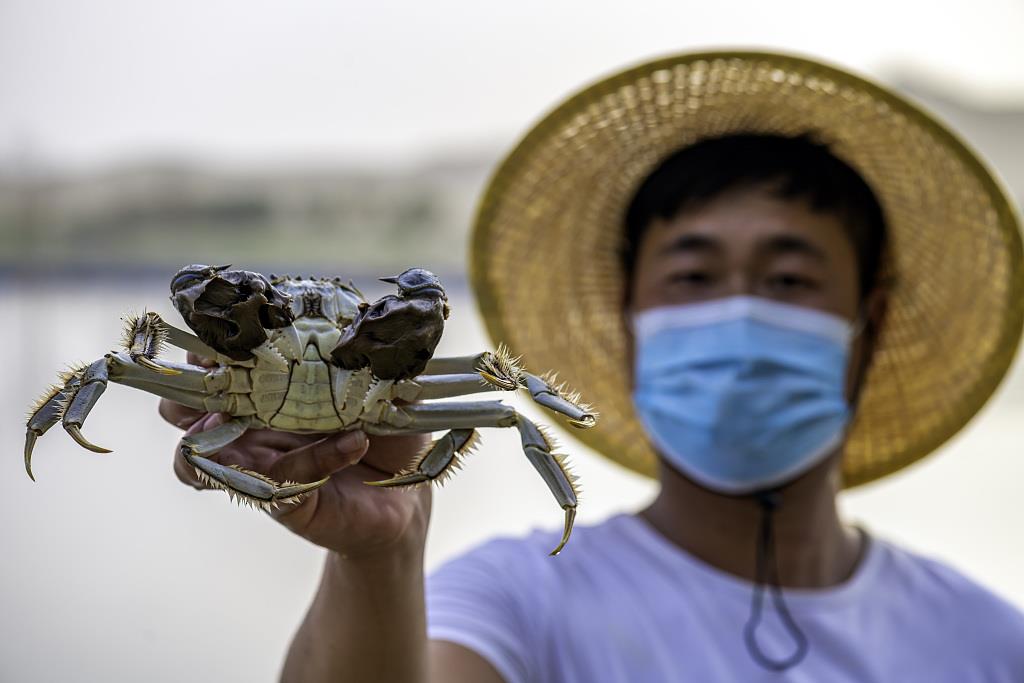 新疆巴州当地渔民展示收获的螃蟹。 （视觉中国）