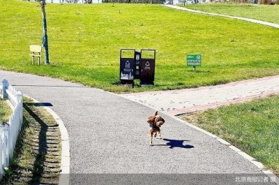 ​散养犬咬人判赔万余元 涉宠物纠纷谁担责