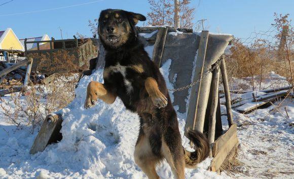 来自于原始森林的猛犬，中国第一代护山犬，如今濒临灭绝