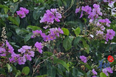 ​花城“夏紫薇”，灿烂盛放