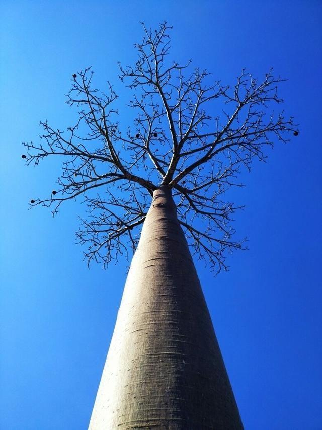 马达加斯加岛：世界第四大的岛屿