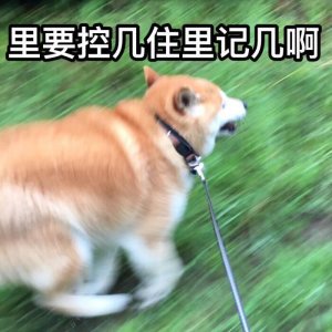 ​收下这些柴犬表情包，你就是新的斗图霸主