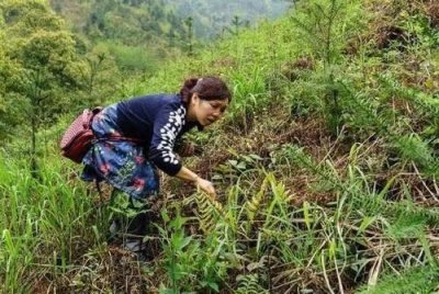 ​此菜我国独有，至今无法人工种植，目前上百元一斤