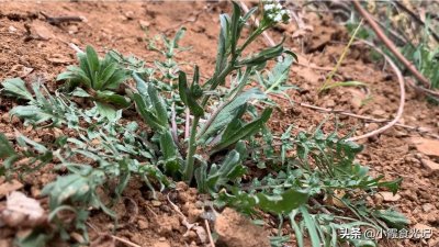 ​挖错荠菜等于吃草，这些“假荠菜”你确定都认识吗