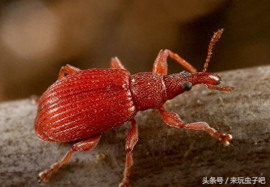 长鼻子象鼻虫，高清多图欣赏