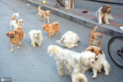 ​来自100年前的珍贵影像，告诉你纯正的中华田园犬长什么样