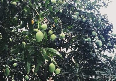 ​南方马路边上栽种的“绿化芒”，现在正成熟，能吃吗？答案来了