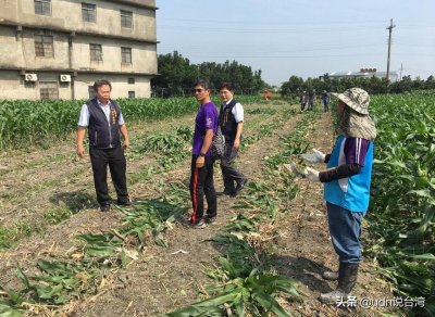 ​秋行军虫“遍地开花”学者：恐早已侵台