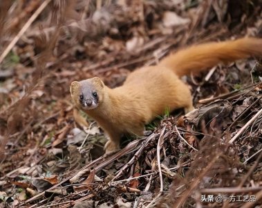 ​出马仙之立堂出马之前你越在意什么仙家就偏要磨你什么