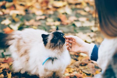 ​养猫的好处和坏处，看完你还想养猫吗？