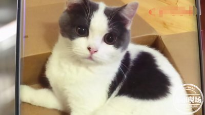 ​猫咪做绝育，手术中却突然死亡！猫主人：院方态度令人气愤