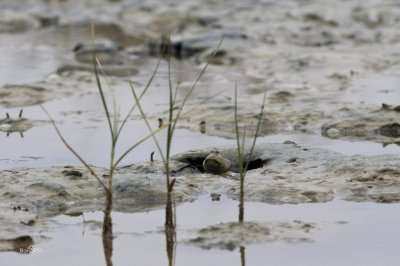 ​这种鱼从海里爬上滩涂后，却遇上广东人的餐桌