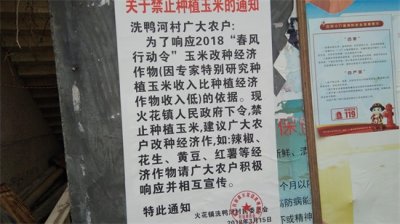 ​关于贵州农村禁种玉米政策的各种呼声