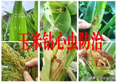 ​玉米钻心虫有哪些杀虫技巧？怎样防治玉米钻心虫效果好？