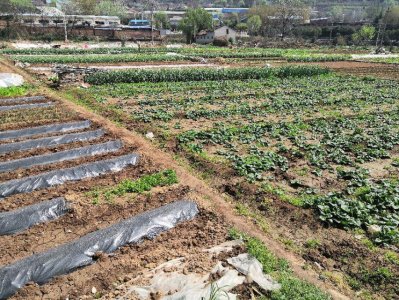 ​原来的九大商品粮基地只有七个了