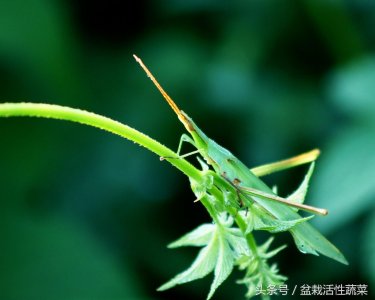 ​扁担沟，蹬倒山，稍马夹这些个土蚂蚱，在农村你能认出几种